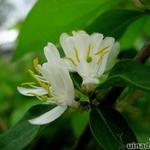 Lonicera fragrantissima - Wohlriechende Heckenkirsche - Lonicera fragrantissima