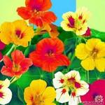 Tropaeolum majus nanum Tom Thumb mix - 