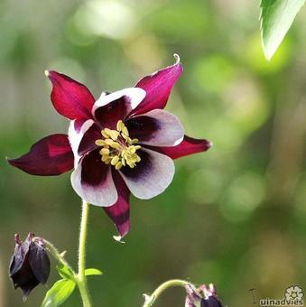 Aquilegia vulgaris 'William Guiness'