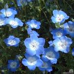 Nemophila menziesii subsp. insignis - 