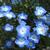 Nemophila menziesii subsp. insignis