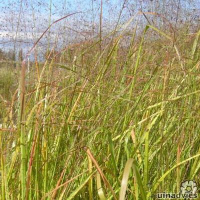 Eragrostis trichoides - Eragrostis trichoides