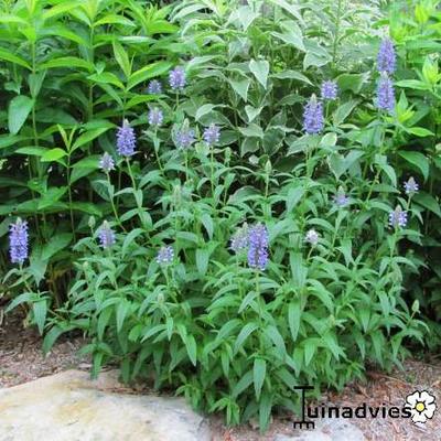 Nepeta nervosa - Nepeta nervosa