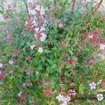 Abelia parvifolia - Schumanns Abelie