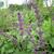 Salvia verticillata 'Purple Rain'