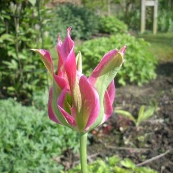 Tulipa