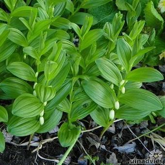 Polygonatum humile