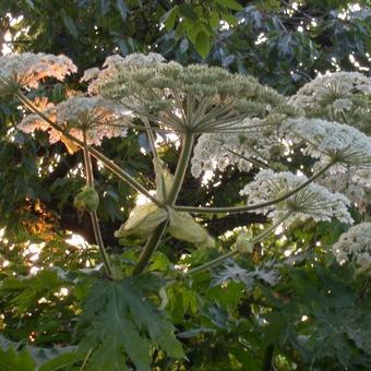 Heracleum mantegazzianum