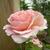 Rosa 'Abraham Darby'