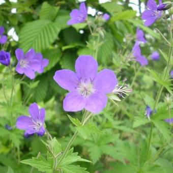 Geranium sylvaticum 'Mayflower'