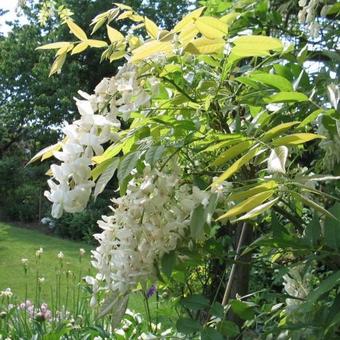 Wisteria