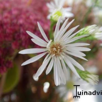 Symphyotrichum pilosum var. pringlei 'Monte Cassino'