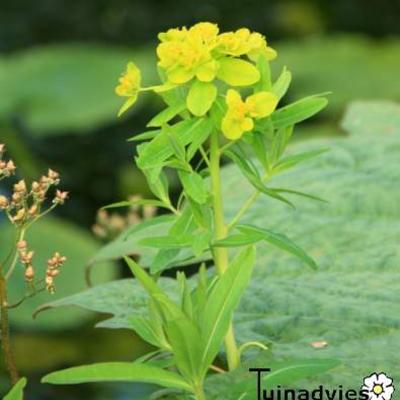 Euphorbia palustris 'Walenburg's Glorie' - Euphorbia palustris 'Walenburg's Glorie'