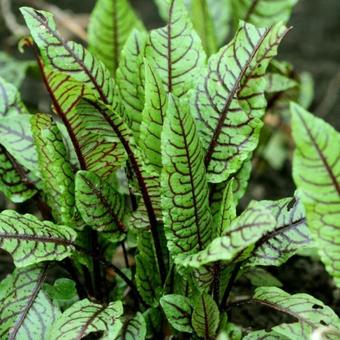 Rumex sanguineus