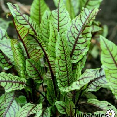 Rumex sanguineus - Hain-Ampfer