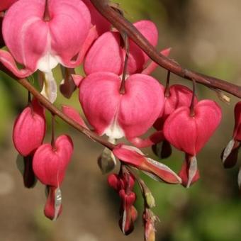 Lamprocapnos spectabilis