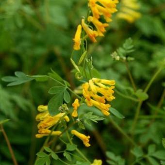 Corydalis lutea