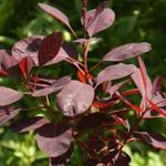 Cotinus - 