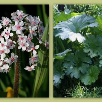 Darmera peltata