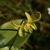 Erythronium 'Pagoda'