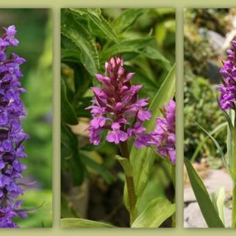 Dactylorhiza praetermissa