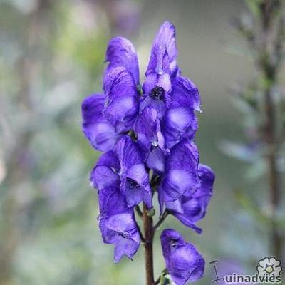 Aconitum napellus - ACONIT NAPEL , CAPUCHON DE MOINE, NAPEL BLEU, CHAR DE VÉNUS,