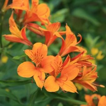 Alstroemeria aurea 'Orange King'