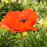 Papaver orientale - Türkischer Mohn