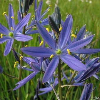 Camassia quamash