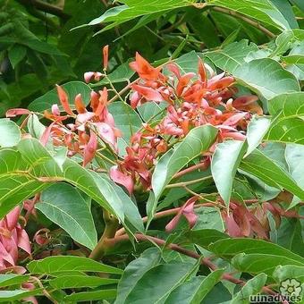 Ailanthus altissima