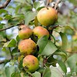 Malus sylvestris - Holzapfel