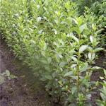 Ligustrum - Liguster