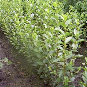 Ligustrum