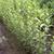 Ligustrum