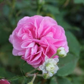 Rosa 'Louise Odier