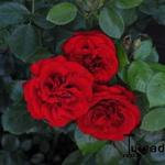 Rosa 'Amadeus' - ROSIER 'AMADEUS', ROSE 'AMADEUS'