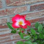 Rosa 'Bukavu' - 