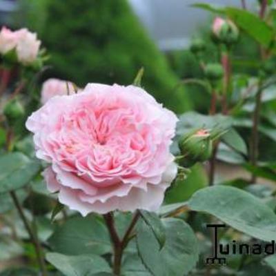 Rosa 'Mariatheresia' - 