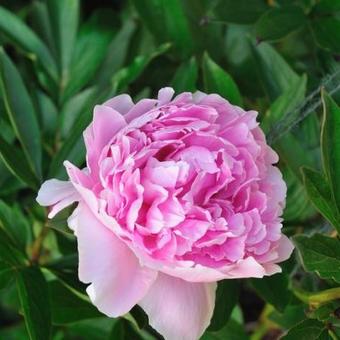 Paeonia lactiflora