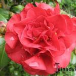 Camellia japonica - Kamelie