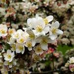 Malus sargentii 'Tina' - Malus sargentii 'Tina'