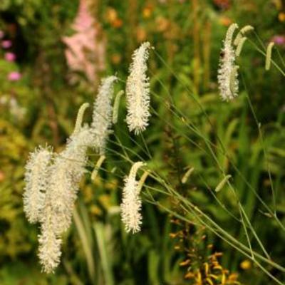 Sanguisorba - 