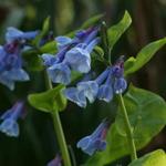 Mertensia sibirica - 