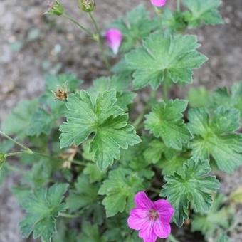 Geranium x riversleaianum