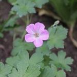 Geranium x riversleaianum - Geranium riversleaianum