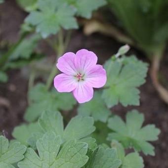 Geranium x riversleaianum