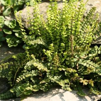 Asplenium trichomanes