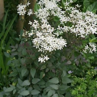 Clematis recta 'Purpurea'