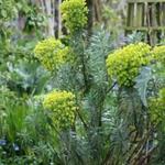 Euphorbia characias - Palisaden-Wolfsmilch