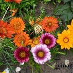 Gazania rigens - Gazania splendens